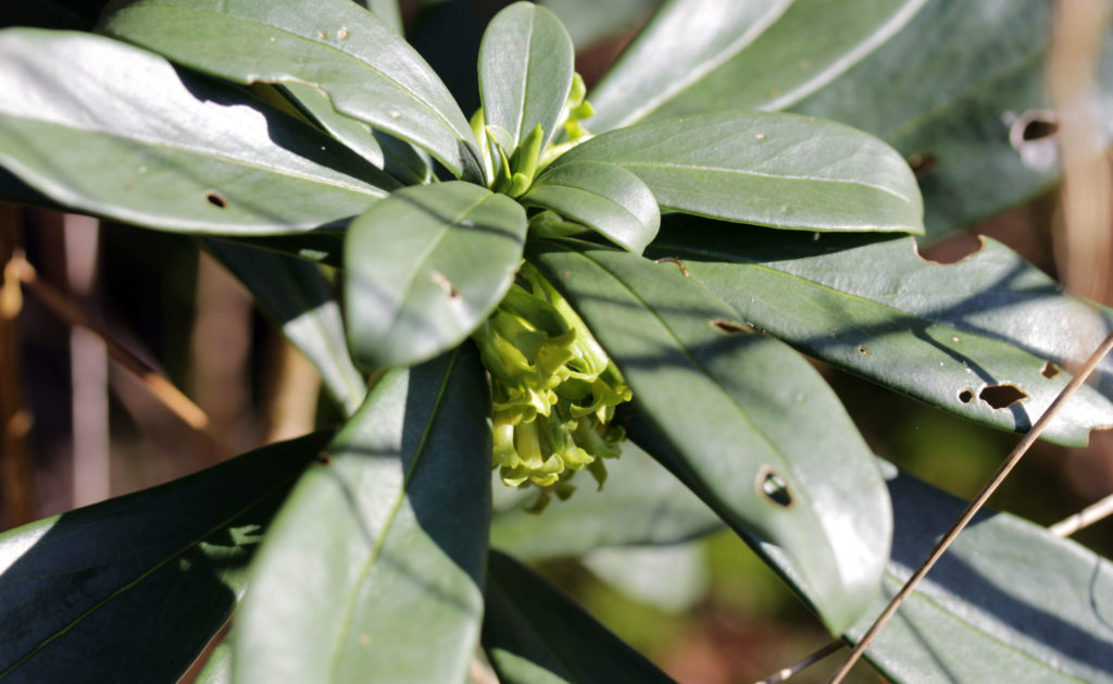 Spurge Laurel Plants An English Wood