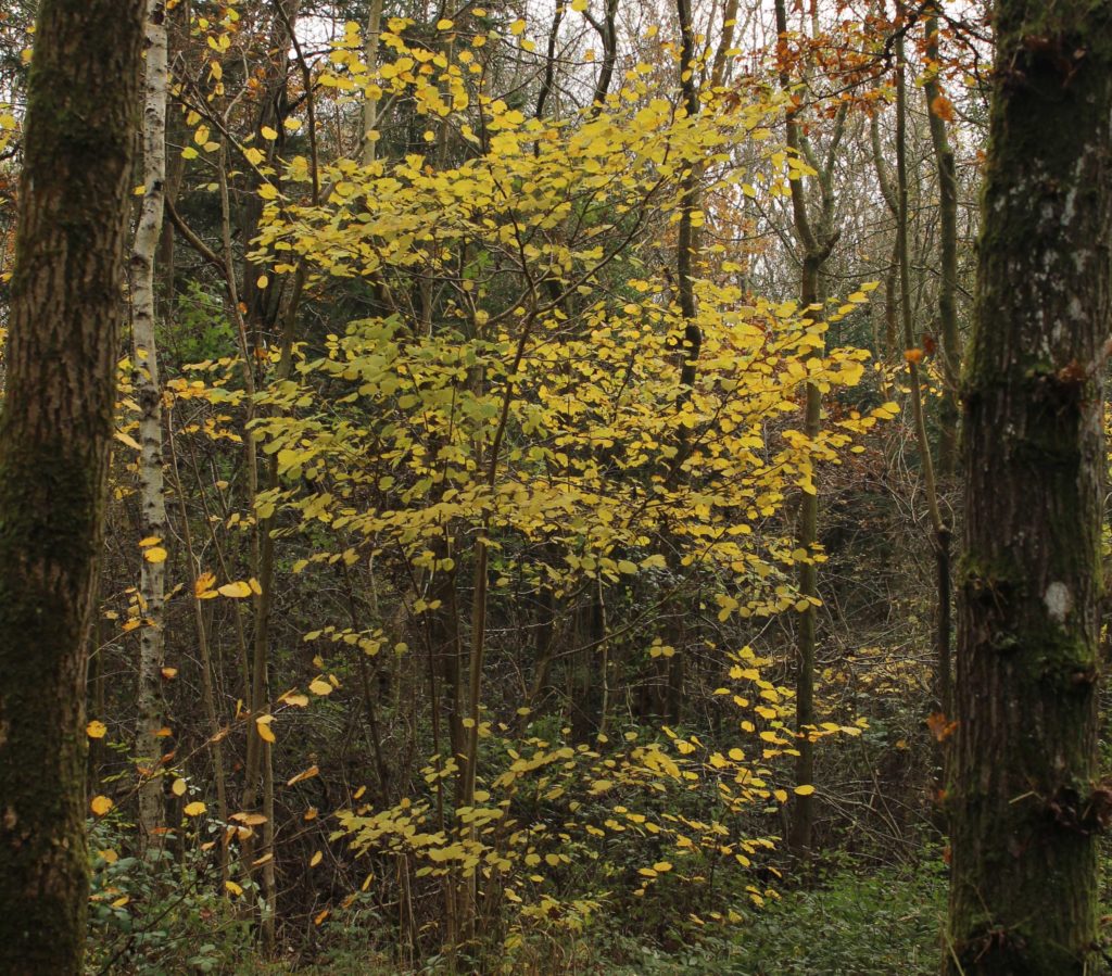 Hazel #trees #plants | An English Wood