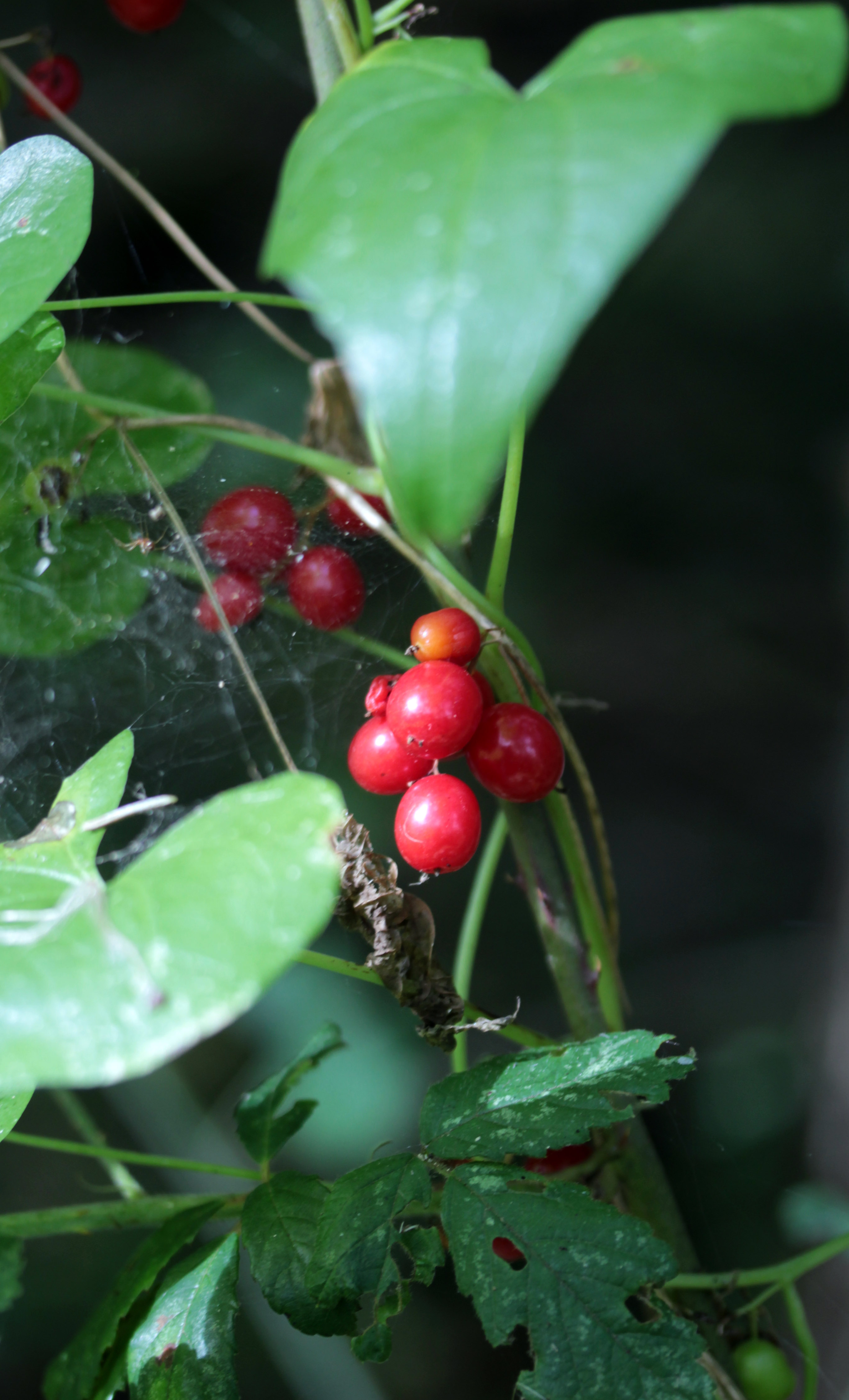 Black Bryony | An English Wood