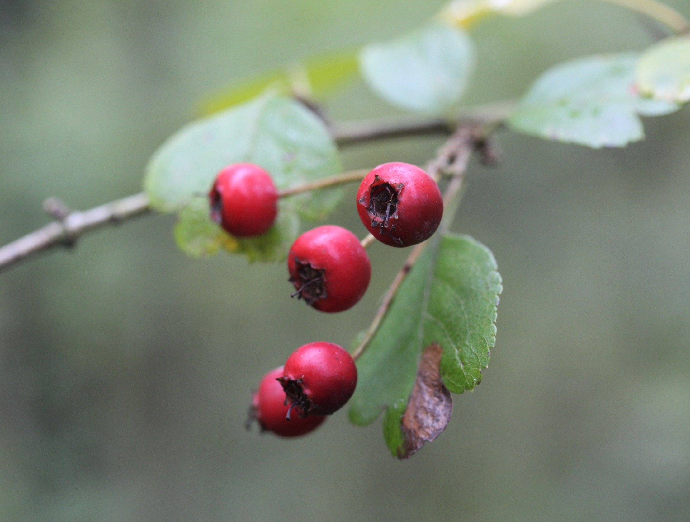 Hawthorn #trees | An English Wood