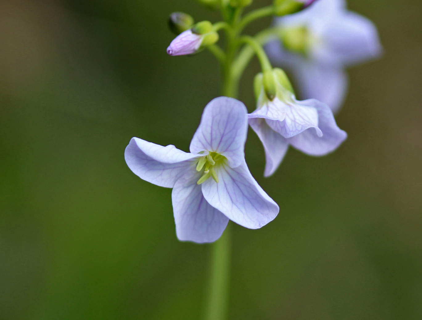 Cuckooflower wildflowers An English Wood