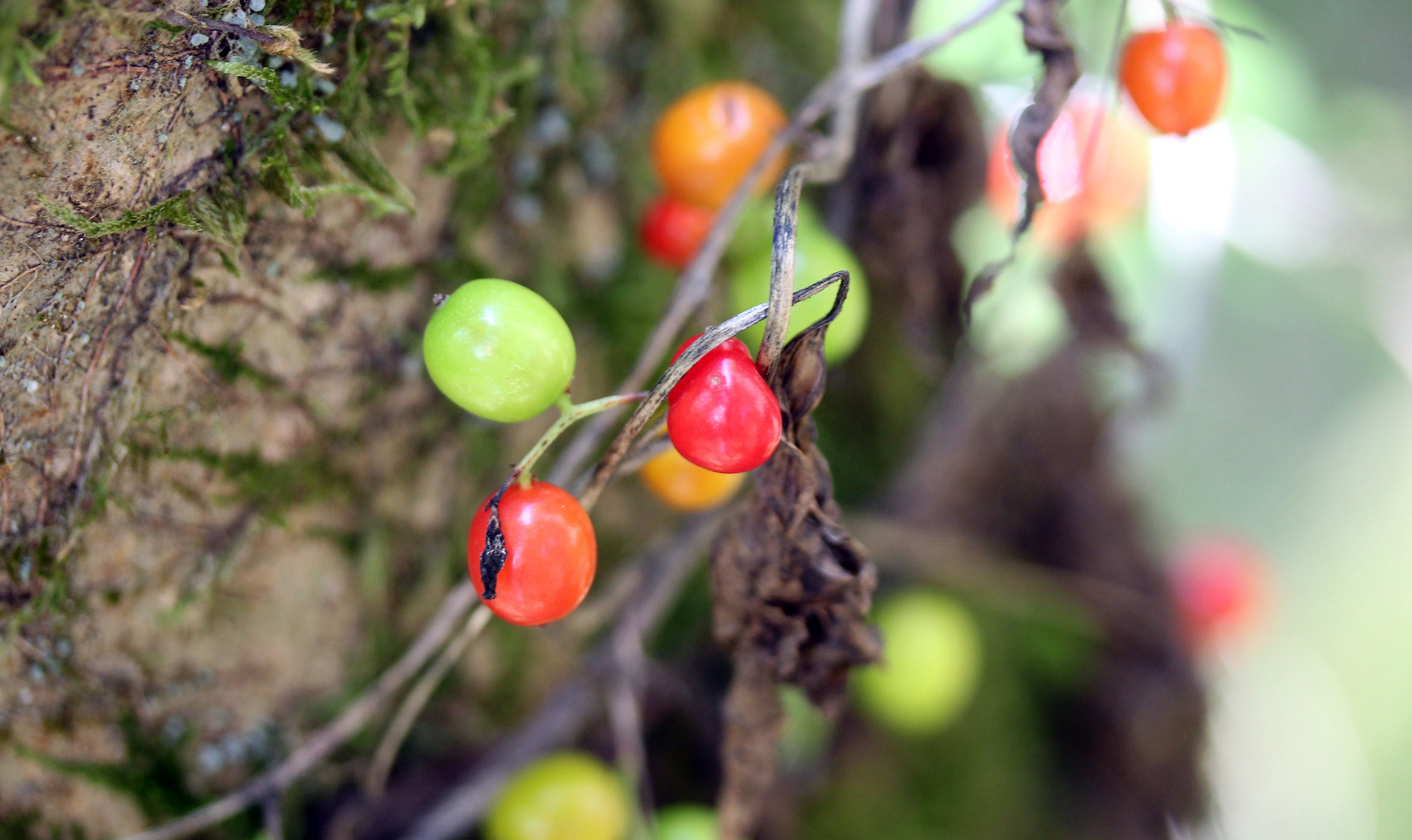 Black Bryony #plant | An English Wood